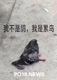 人外文化解读